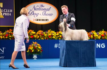 a judge approaches a dog at the National Dog Show