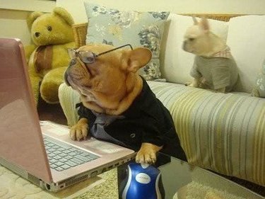 dog looking at laptop