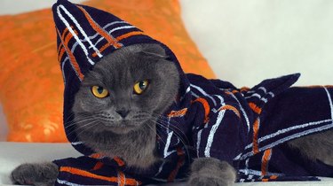 Cat in a bathrobe