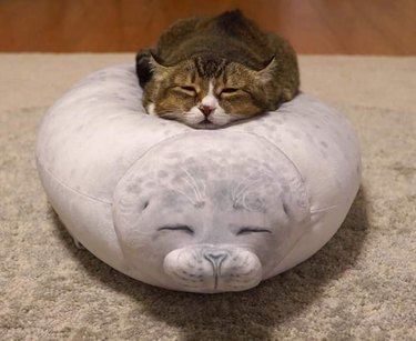 cat sleeping on a pillow shaped like a seal