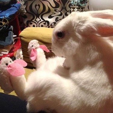 bunny wearing bunny slippers