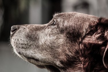 senior brown dog side portrait