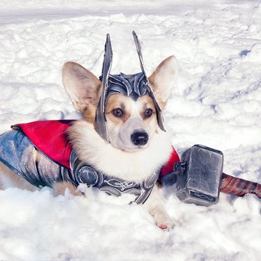 corgi dressed as thor sitting in snow