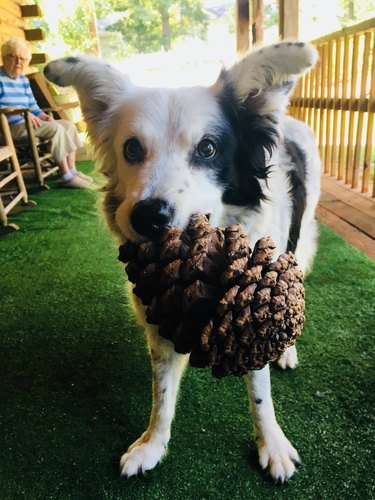 Chaser the Border Collie with a pine cone in her mouth