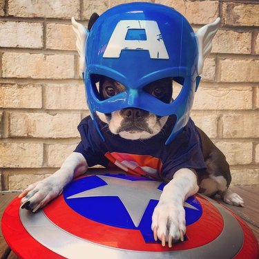 134 comic book character names for dogs