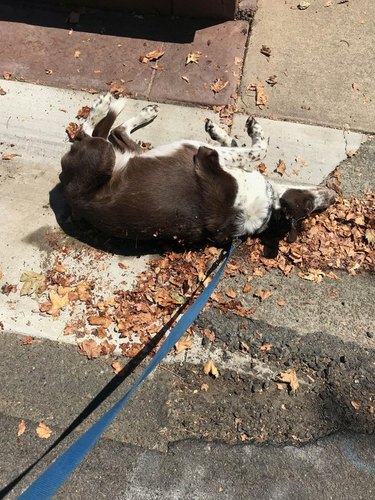 Dog rolling in leaves on the sidewalk