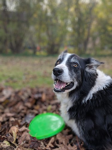 Excited dog looking at leaves and Frisbee