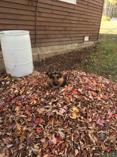 Dog laying in a leaf pile.