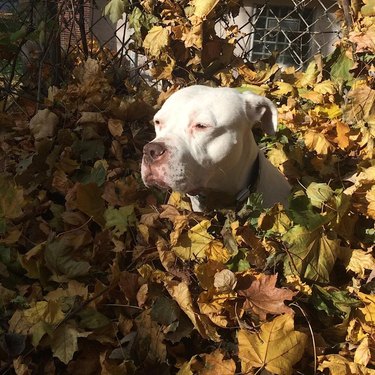 Big white dog sitting in a leaf pile looking meditative