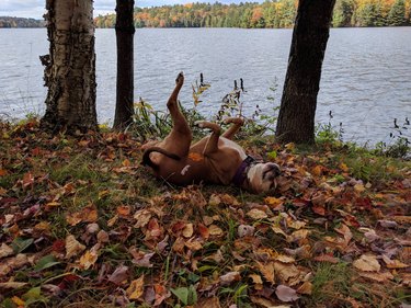 Dog rolling around in leaves.