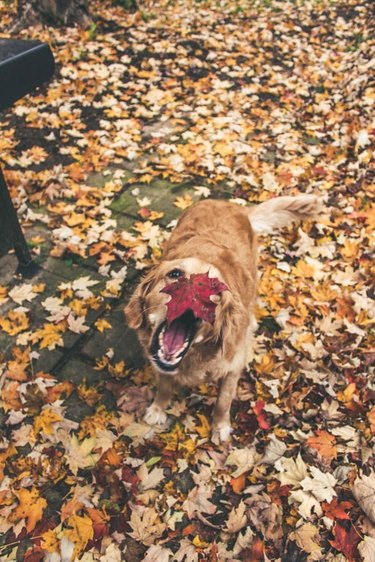 Dog biting a leaf in a big pile of leaves