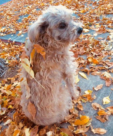 Dog with leaves stuck to its back.