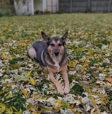 German shepherd dog sitting on a bunch of leaves