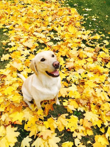 Yellow Labrador sitting on yellow leaves.