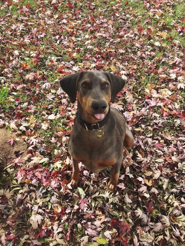 Dog sitting on leaves.