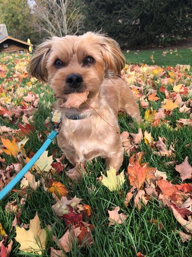 Dog with a leaf in its mouth.