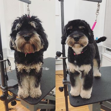 a cockapoo before and after grooming