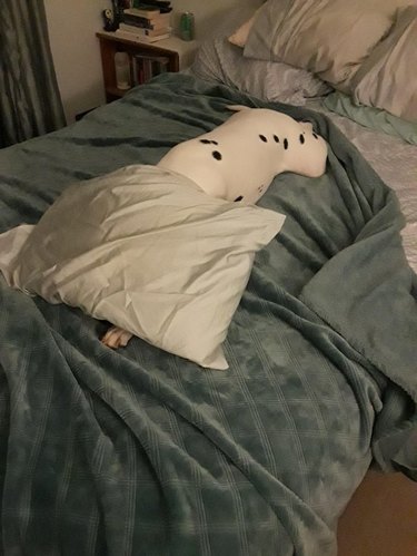 Spotted dog with its head under a pillow