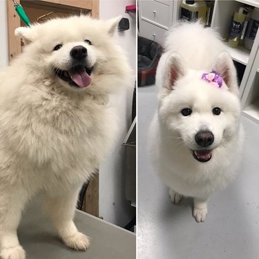 pretty samoyed with hair clip