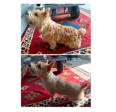 a groomed norwich terrier.