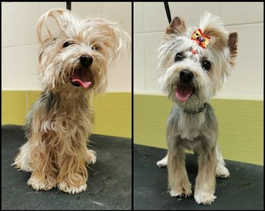 super shaggy dog groomed with a bow and ponytail.