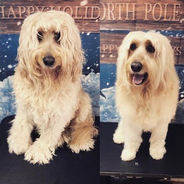 labradoodle before and after grooming.