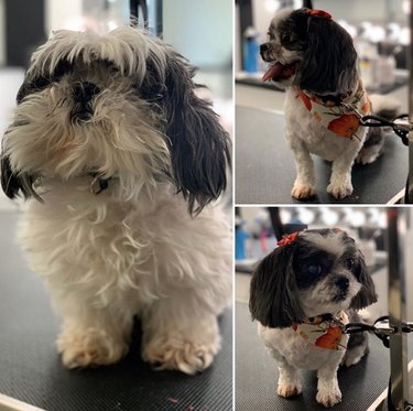 a perfectly groomed shihtzu.