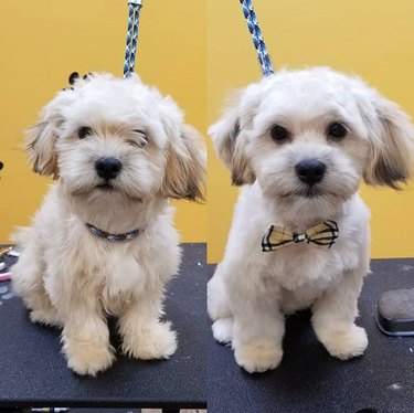 a dog with a bow tie.