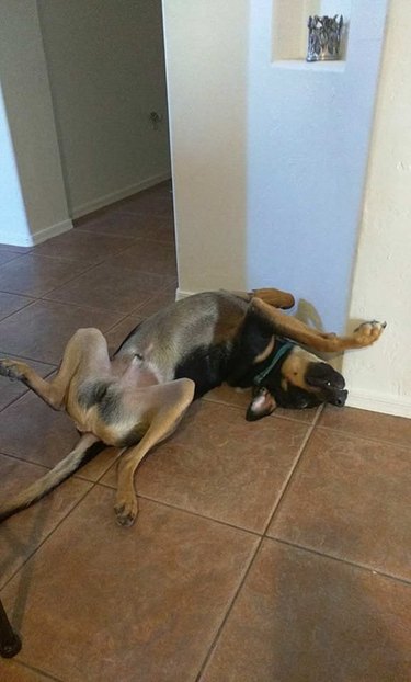 Dog lying on its back