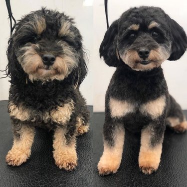 groomed jackapoo dog.