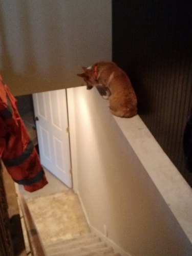 Dog stuck on stair railing.