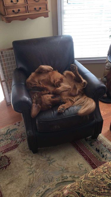 Dog curled in a strange position on a leather recliner