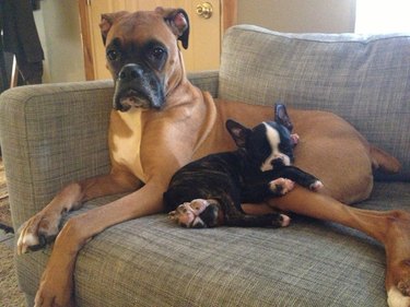 Boston terrier puppy lying on adult boxer