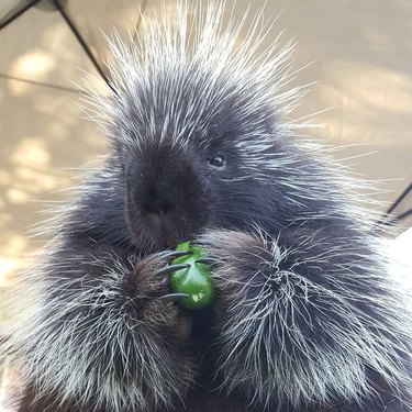 porcupine soper wildlife cuteness