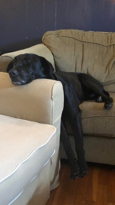 Dog lying with its back half on a couch, and its chin resting on the arm of a different couch