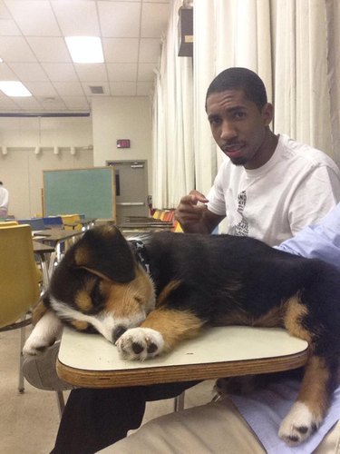 Puppy sleeping on a desk in a classroom
