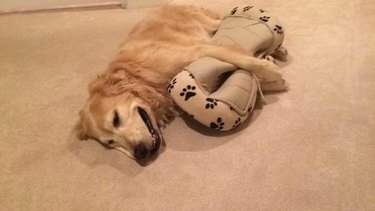 Dog cuddling with its bed