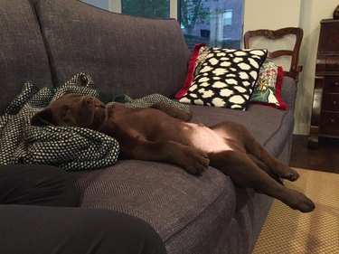 Chocolate lab puppy sliding off couch