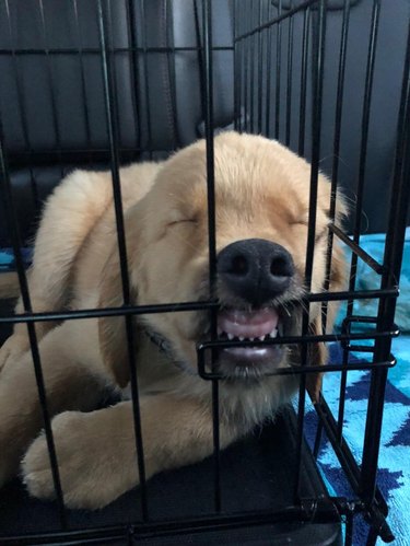 Puppy sleeping in a kennel with its lips pulled back, exposing its teeth