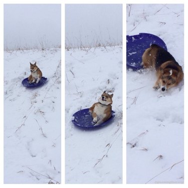 Dog falling off sled.