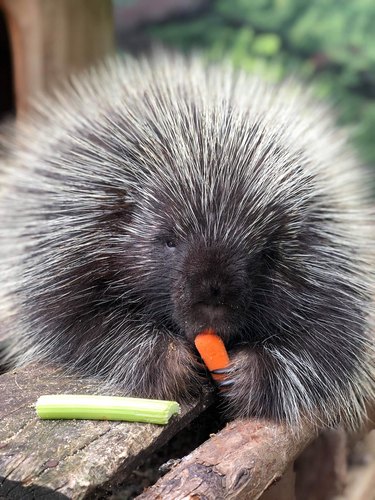 Can You Make It Through These Pictures Of A Porcupine Eating Fruit ...