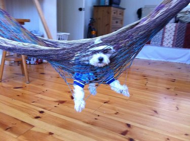 Dog stuck in a hammock.