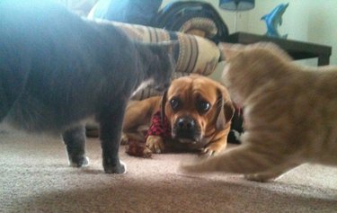 Dog looking scared by two cats.