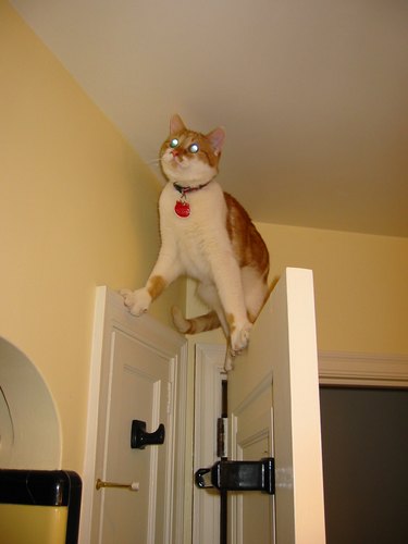 A cat is balancing precariously between the top of a door frame and the top of a door.