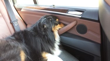 Dog sleeping in the backseat of a car with its head resting on the door handle