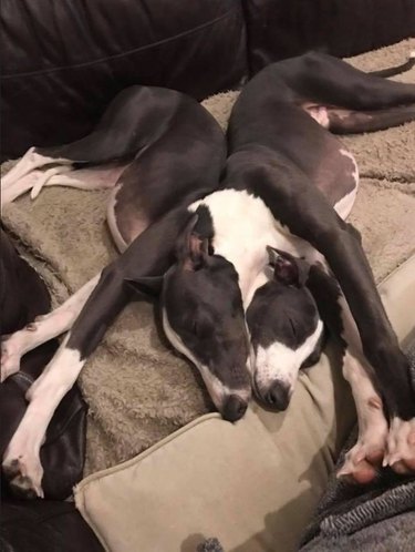 Dogs laying on top of each other with their limbs crossed
