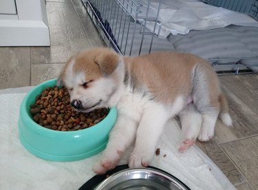Puppy asleep with its head in a bowl of kibble