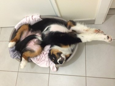 Puppy lying in a twisted position