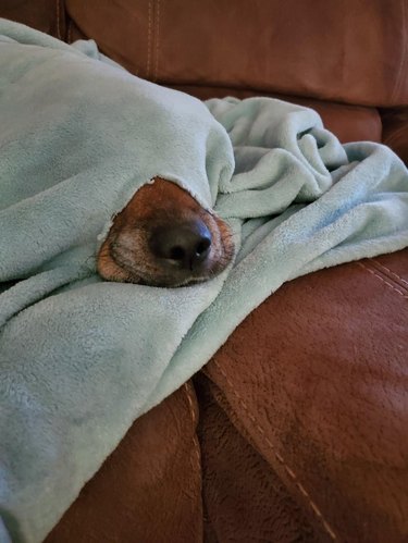 Dog under a blanket with its nose poking out of a hole