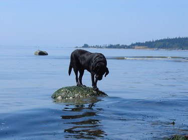 Dog stuck on rock surrounded by water.